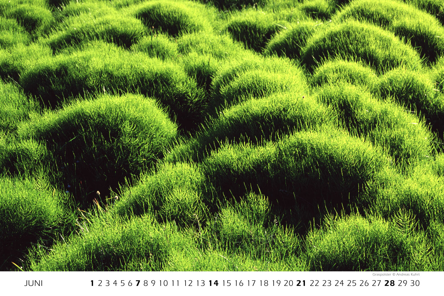 Graspolster (Foto: Andreas Kuhrt) . Fotokalender Grönland 2009 . Fotografie Manuela Hahnebach & Andreas Kuhrt (Gestaltung: Designakut 2008)