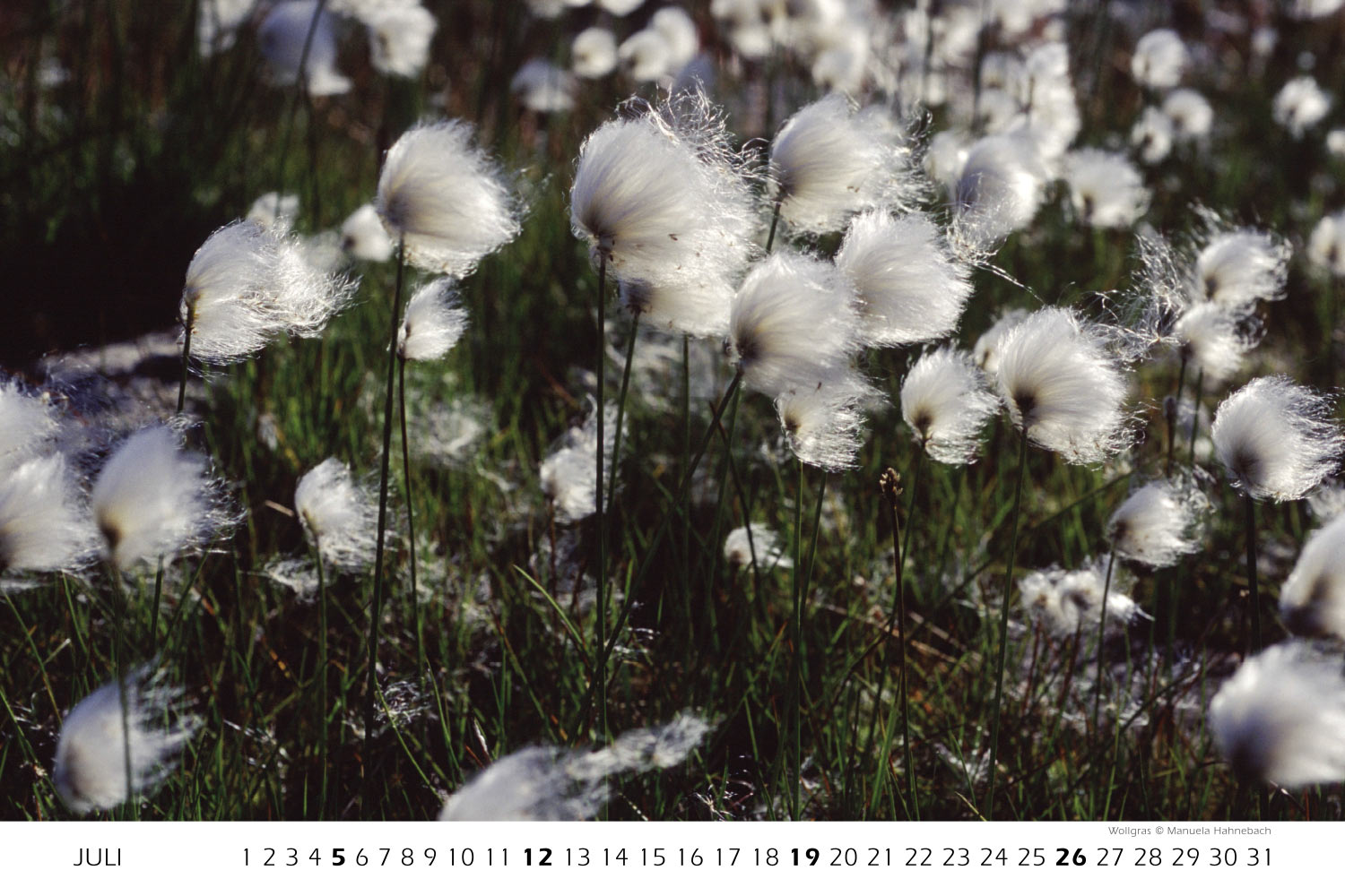 Wollgras (Foto: Manuela Hahnebach) . Fotokalender Grönland 2009 . Fotografie Manuela Hahnebach & Andreas Kuhrt (Gestaltung: Designakut 2008)