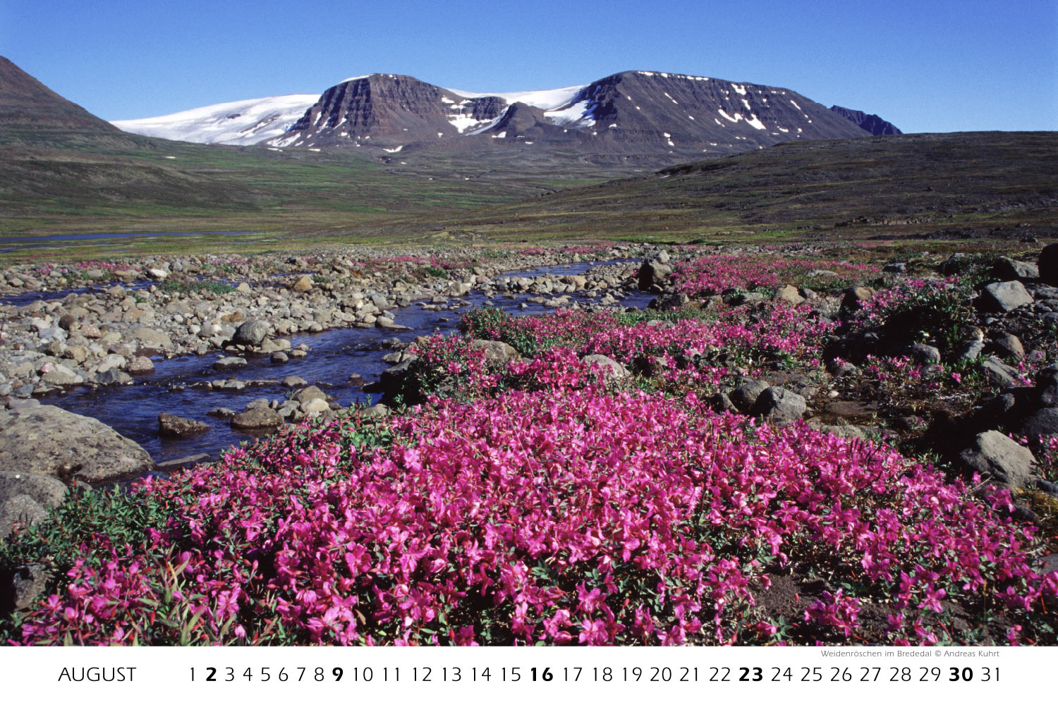 Weidenröschen im Brededal auf Disko (Foto: Andreas Kuhrt) . Fotokalender Grönland 2009 . Fotografie Manuela Hahnebach & Andreas Kuhrt (Gestaltung: Designakut 2008)