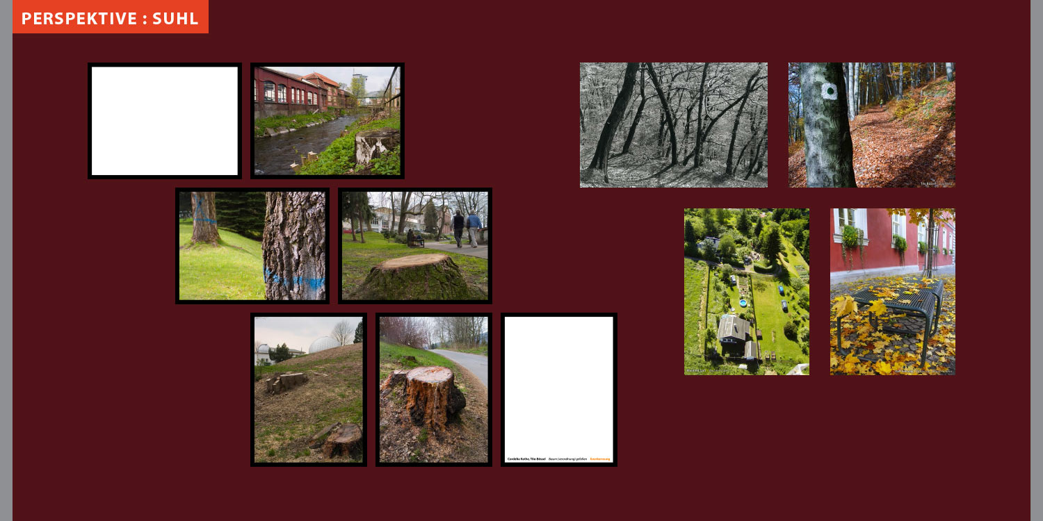 Ausstellung Perspektive Suhl: Bäume (Fotos: Cordelia Kothe, Tilo Bössel, Paul Franke, Manfred Saft, Ralf Sikorski) . Stadt Suhl . 2008