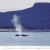 Buckelwale in der Diskobucht vor Saqqaq (Foto: Manuela Hahnebach) . Fotokalender Grönland 2010 . Fotografie Andreas Kuhrt & Manuela Hahnebach (Gestaltung: Designakut 2009)