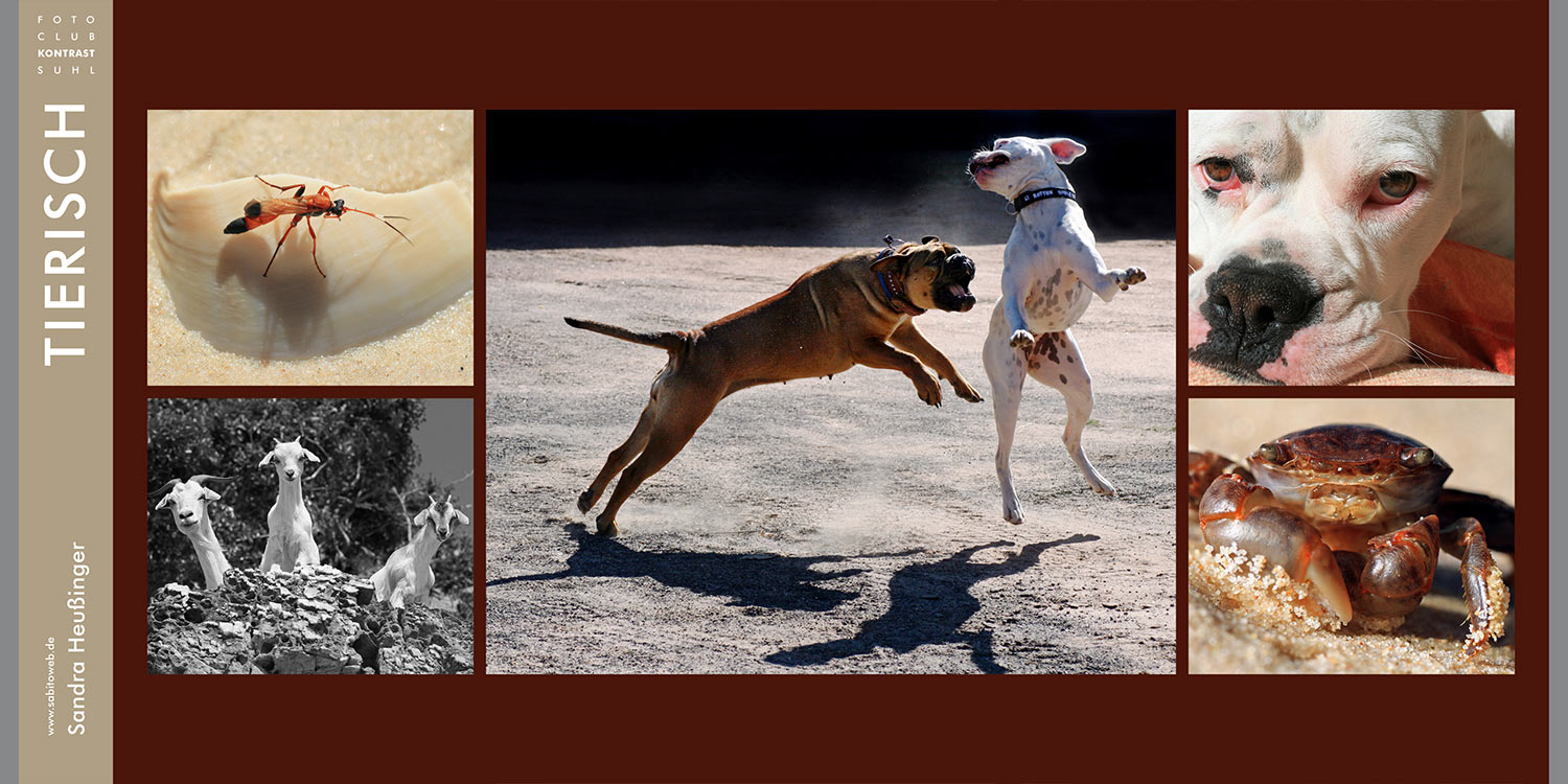 Foto Openair 2009 Kontrast: Tierisch (Fotos: Sandra Heußinger) . Fotoclub Kontrast Suhl . 2009