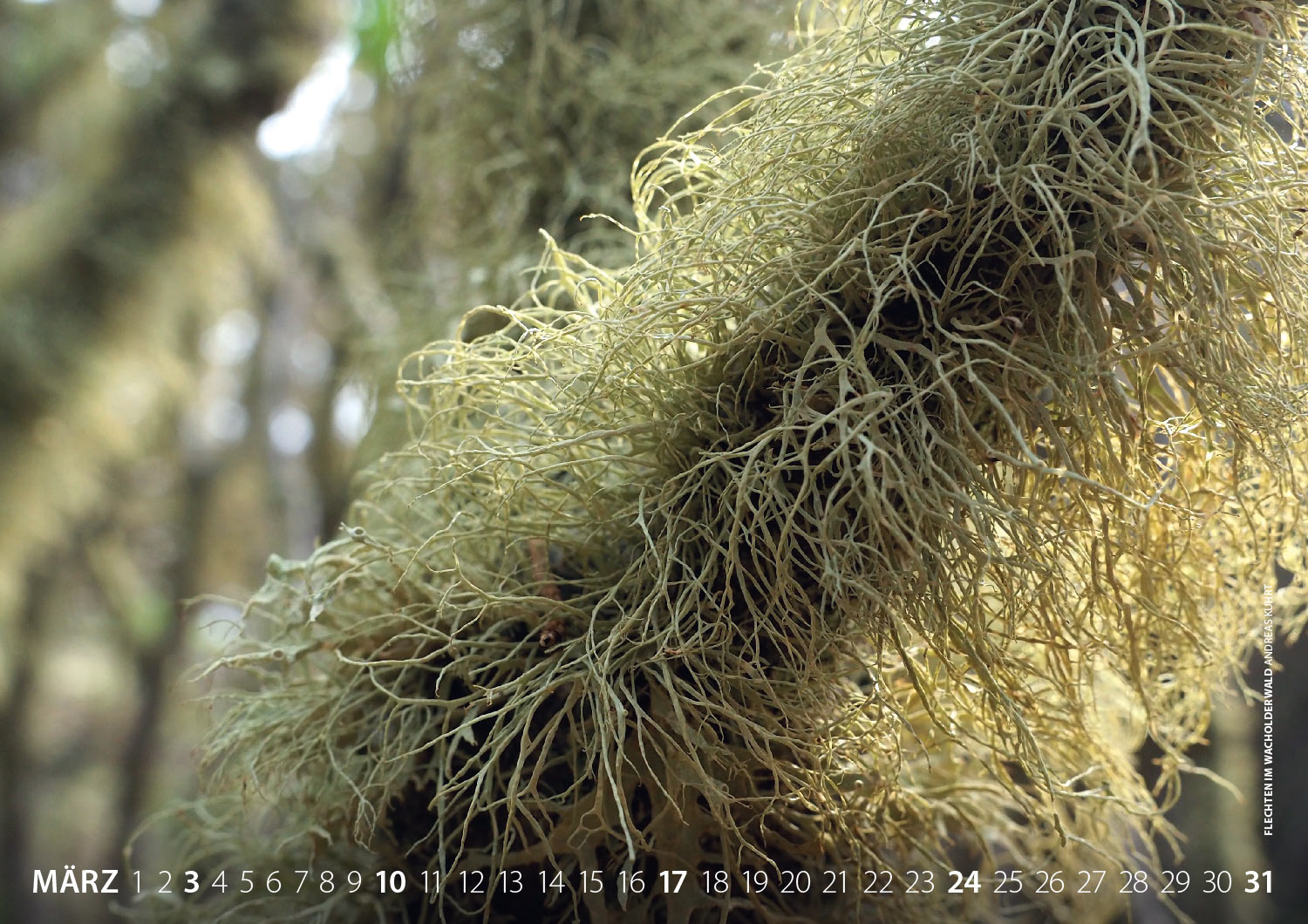 Kalender Fotografie El Hierro 2019: Flechten im Wacholderwald (Foto: Andreas Kuhrt 2018)
