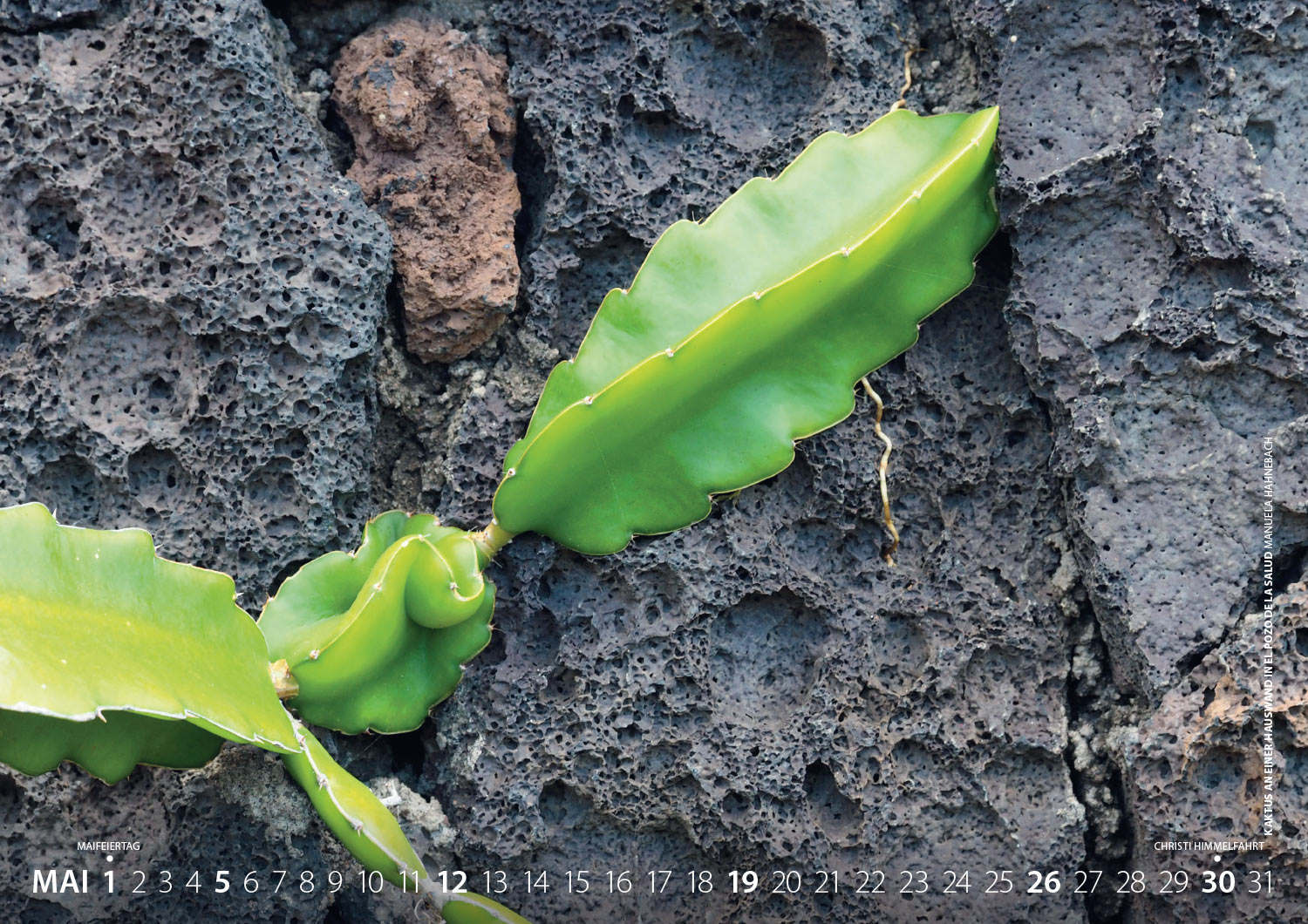 Kalender Fotografie El Hierro 2019: Kaktus an einer Hauswand in El Pozo de la Salud (Foto: Manuela Hahnebach 2018)