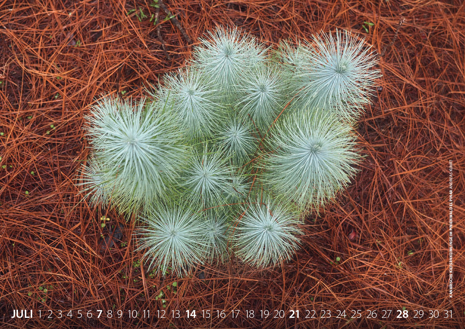 Kalender Fotografie El Hierro 2019: Kanarische Kiefernkeimlinge im Pinienwald (Foto: Andreas Kuhrt 2018)