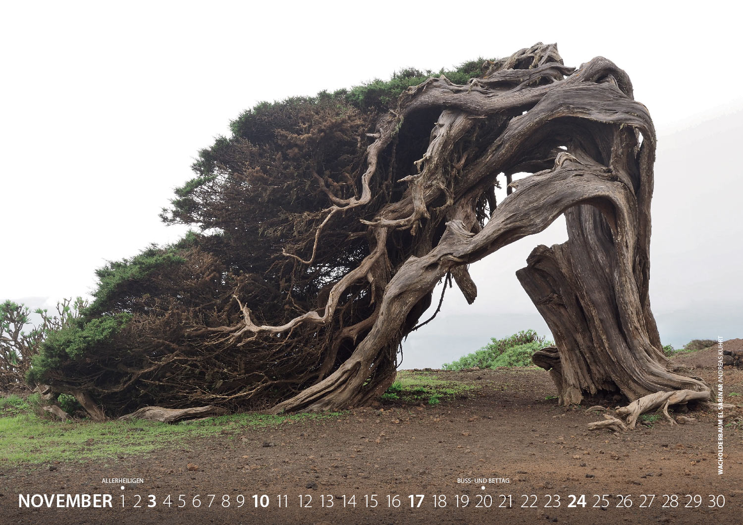 Kalender Fotografie El Hierro 2019: Wacholderbaum El Sabinar (Foto: Andreas Kuhrt 2018)