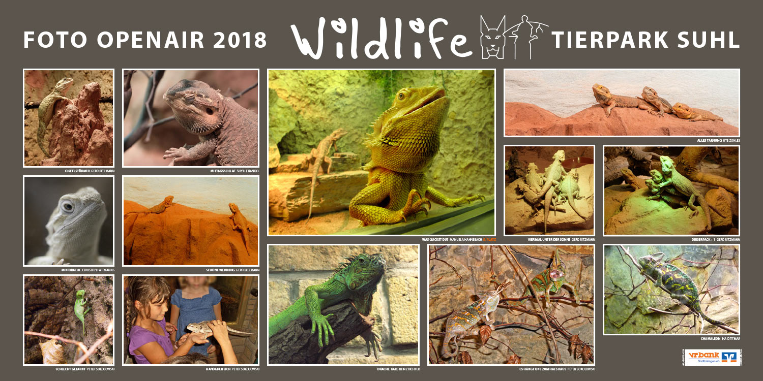 2018-wildlife-tierpark-suhl-openair-ausstellung-echsen Echsen . Foto Openair "Wildlife - Tierpark Suhl" 2018 (Fotos: Ina Dittmar, Manuela Hahnebach, Sibylle Randel, Karl-Heinz Richter, Gerd Ritzmann, Peter Sokolowski, Christoph Wilmanns, Ute Zohles)