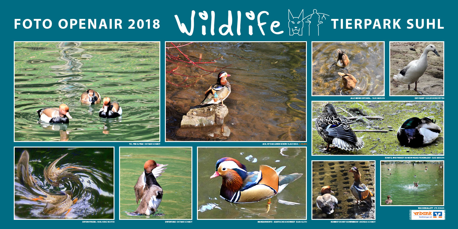 2018-wildlife-tierpark-suhl-openair-ausstellung-enten Enten . Foto Openair "Wildlife - Tierpark Suhl" 2018 (Fotos: Silvia Kloth, Silke Maruhn, Karl-Heinz Richter, Andreas Schmidt, Dietmar Schmidt, Suhler Werkstätten, Klaus Wahl, Ute Zohles)