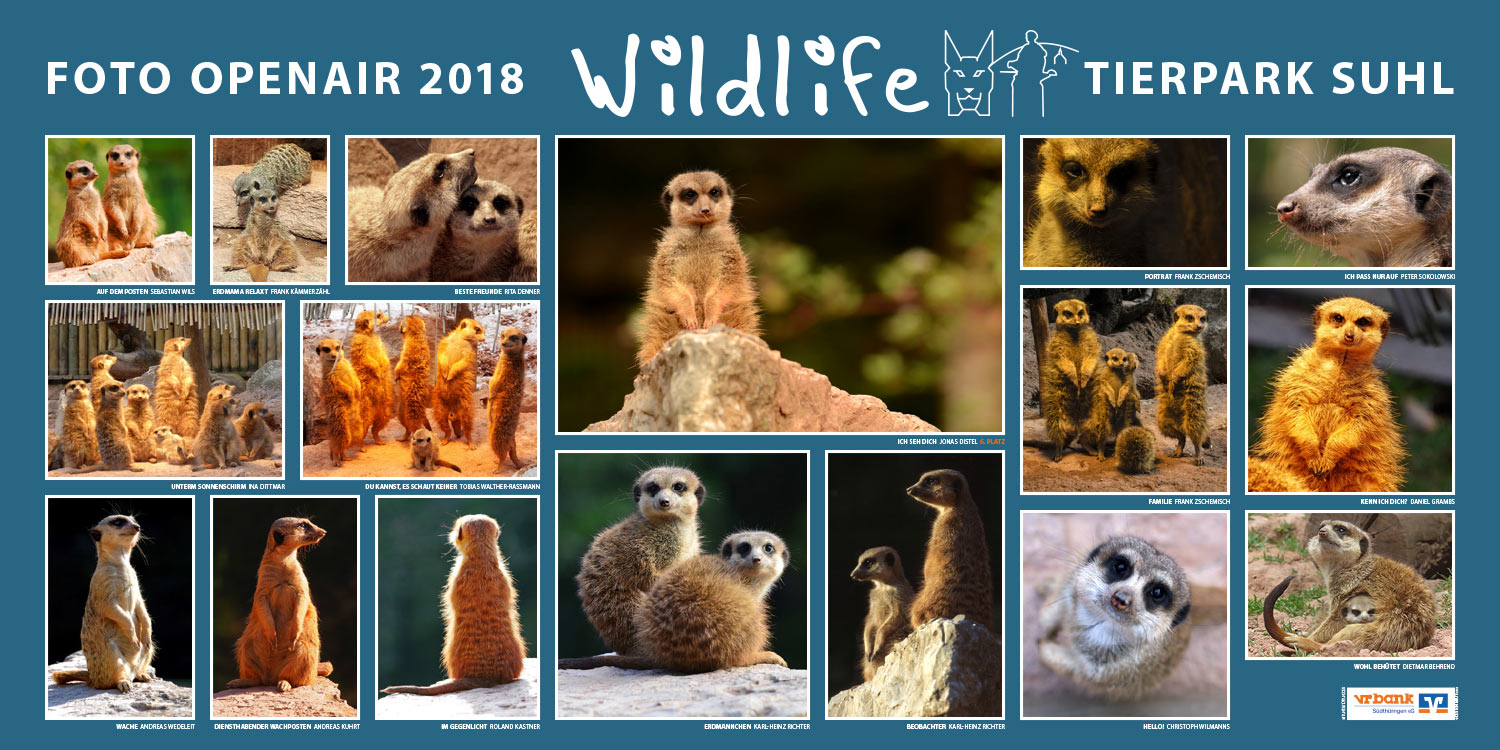 2018-wildlife-tierpark-suhl-openair-ausstellung-erdmaennchen Erdmännchen . Foto Openair "Wildlife - Tierpark Suhl" 2018 (Fotos: Dietmar Behrend, Rita Denner, Jonas Distel, Daniel Grambs, Frank Kämmerzähl, Roland Kastner, Andreas Kuhrt, Karl-Heinz Richter, Peter Sokolowski, Tobias Walther-Rassmann, Andreas Wedeleit, Christoph Wilmanns, Sebastian Wils, Frank Zschemisch)