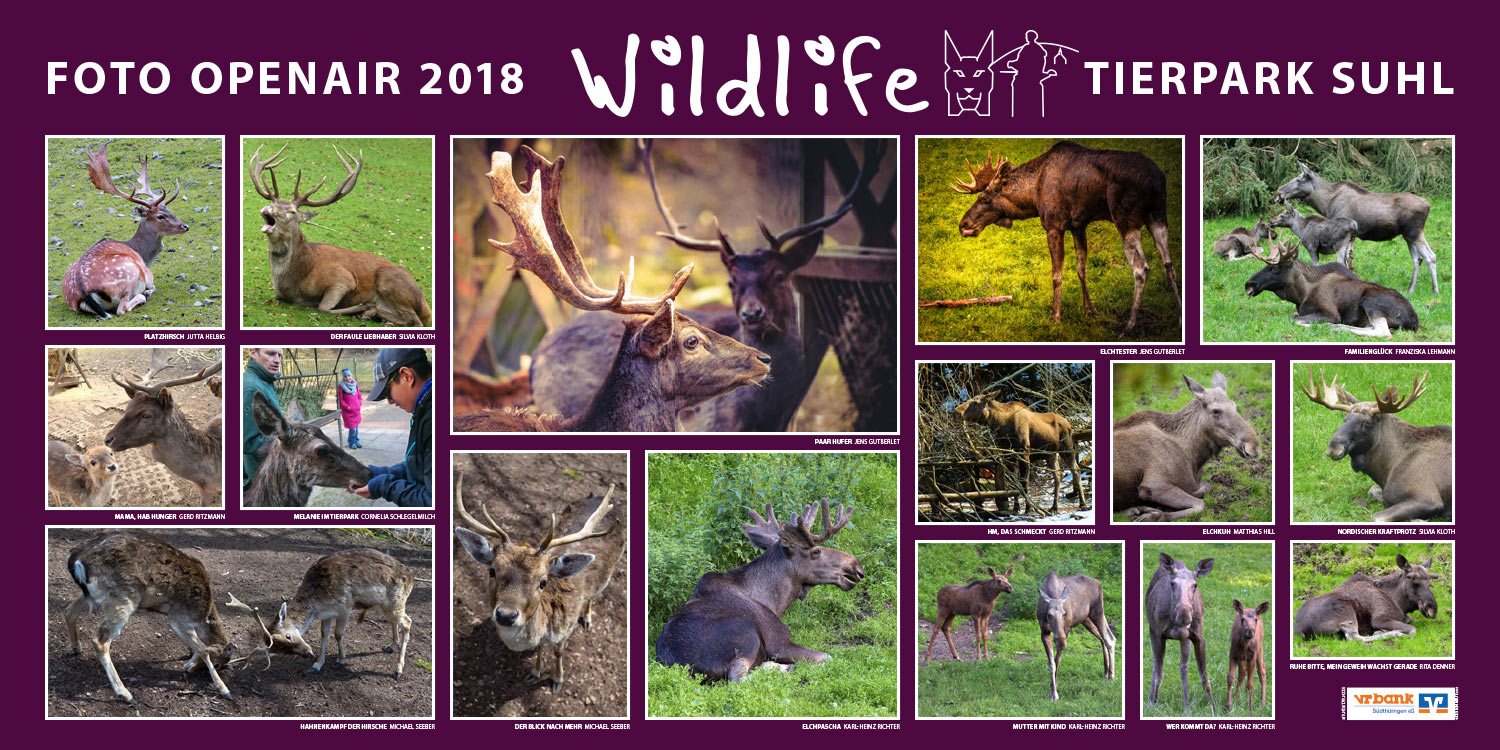 2018-wildlife-tierpark-suhl-openair-ausstellung-hirsche-rotwild-elche Hirsche, Rotwild, Elche . Foto Openair "Wildlife - Tierpark Suhl" 2018 (Fotos: Rita Denner, Jens Gutberlet, Jutta Helbig, Matthias Hill, Silvia Kloth, Franziska Lehmann, Karl-Heinz Richter, Gerd Ritzmann, Cornelia Schlegelmilch, Michael Seeber)