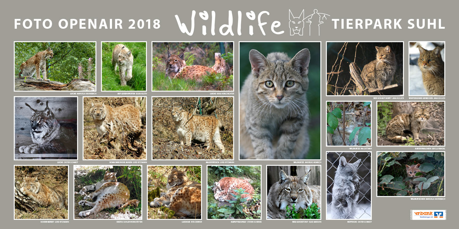 2018-wildlife-tierpark-suhl-openair-ausstellung-luchs-wildkatze-fuchs Luchs, Katze, Fuchs . Foto Openair "Wildlife - Tierpark Suhl" 2018 (Fotos: Rita Denner, Ina Dittmar, Manuela Hahnebach, Andreas Heinrich, Sylvia Kloth, Jana Kullick, Sibylle Randel, Karl-Heinz Richter, Gerd Ritzmann, Stefan Schenke, Dieter Schmidt, Suhler Werkstätten)