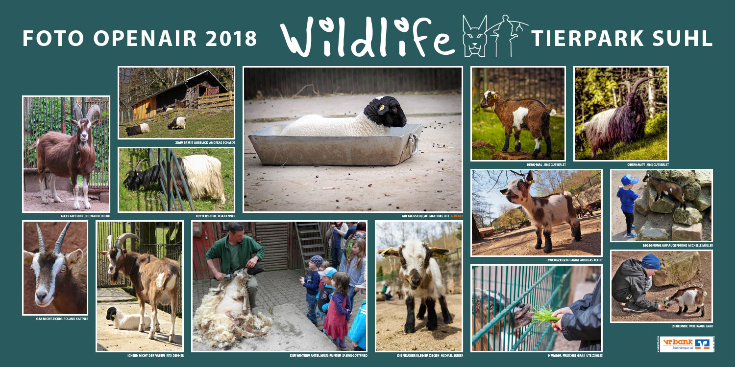 2018-wildlife-tierpark-suhl-openair-ausstellung-schafe-ziegen Schafe, Ziegen . Foto Openair "Wildlife - Tierpark Suhl" 2018 (Fotos: Dietmar Behrend, Rita Denner, Sabine Gottfried, Jens Gutberlet, Matthias Hill, Roland Kastner, Andreas Kuhrt, Wolfgang Laab, Michelle Müller, Andreas Schmidt, Michael Seeber, Ute Zohles)