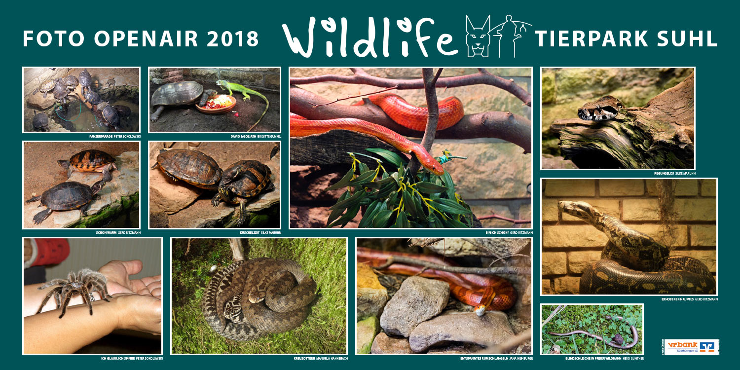 2018-wildlife-tierpark-suhl-openair-ausstellung-schildkroeten-schlangen Schildkröten, Schlangen, Spinne . Foto Openair "Wildlife - Tierpark Suhl" 2018 (Fotos: Brigitte Günkel, Heidi Günther, Manuela Hahnebach, Jana Heinbürge, Silke Maruhn, Gerd Ritzmann, Peter Sokolowski)