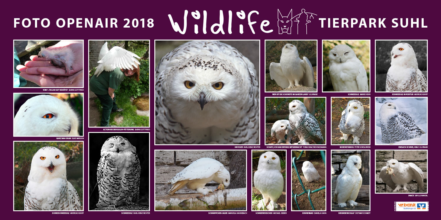 2018-wildlife-tierpark-suhl-openair-ausstellung-schneeeulen Schneeeulen . Foto Openair "Wildlife - Tierpark Suhl" 2018 (Fotos: Sabine Gottfried, Daniela Hahn, Manuela Hahnebach, Uli Knabe, Marko Kehr, Andreas Kuhrt, Sibylle Randel, Karl-Heinz Richter, Dietmar Schmidt, Michael Seeber, Peter Sokolowski, Tobias Walther-Raßmann)