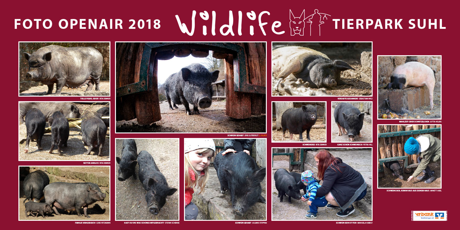 2018-wildlife-tierpark-suhl-openair-ausstellung-schweine Schweine . Foto Openair "Wildlife - Tierpark Suhl" 2018 (Fotos: Annett Abel, Rita Denner, Jens Gutberlet, Manuela Habelt, Jutta Helbig, Petra Hill, Gerd Ritzmann, Stefan Schenke, Juliane Steppan, Sebastian Wils)