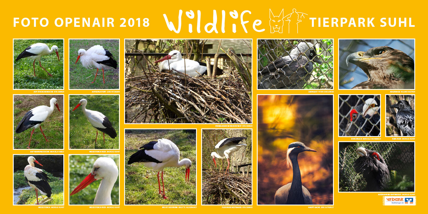 2018-wildlife-tierpark-suhl-openair-ausstellung-weissstoerche-auerhahn-voegel Weißstörche, Auerhahn, Vögel . Foto Openair "Wildlife - Tierpark Suhl" 2018 (Fotos: Rita Denner, Jens Gutberlet, Manuela Habelt, Manuela Hahnebach, Brigitte Hildebrandt, Roland Kastner, Andreas Kuhrt, Gerd Ritzmann, Peter Sokolowski)