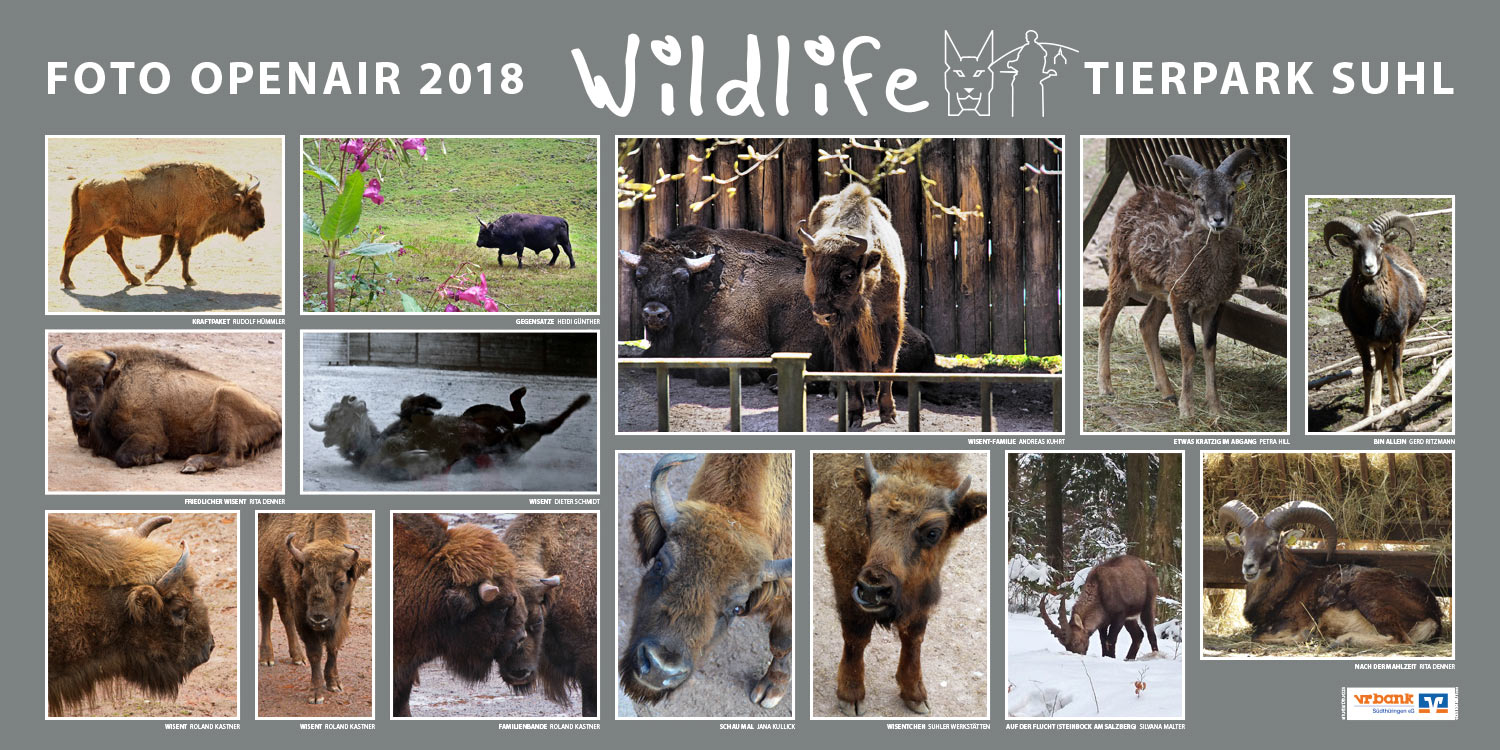 2018-wildlife-tierpark-suhl-openair-ausstellung-wisente-steinboecke Wisente, Steinböcke . Foto Openair "Wildlife - Tierpark Suhl" 2018 (Fotos: Rita Denner, Petra Hill, Rudolf Hümmler, Roland Kastner, Andreas Kuhrt, Jana Kullick, Silvana Malter, Gerd Ritzmann, Dieter Schmidt, Suhler Werkstätten)