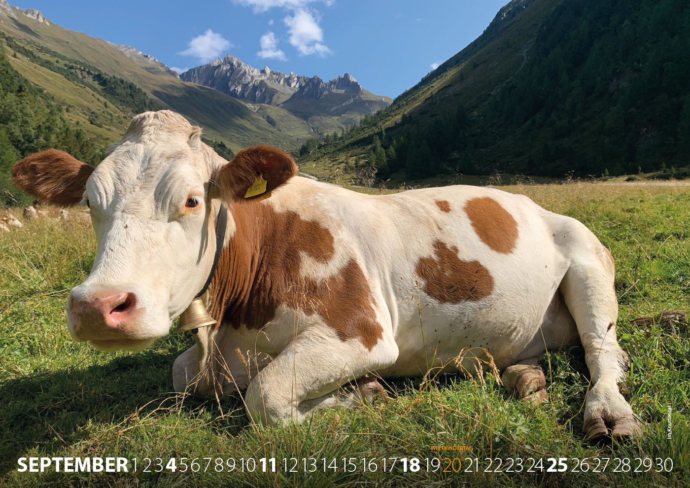 Kalender: Rein in Taufers: Kuh im Knuttental (Foto & Gestaltung: Andreas Kuhrt)