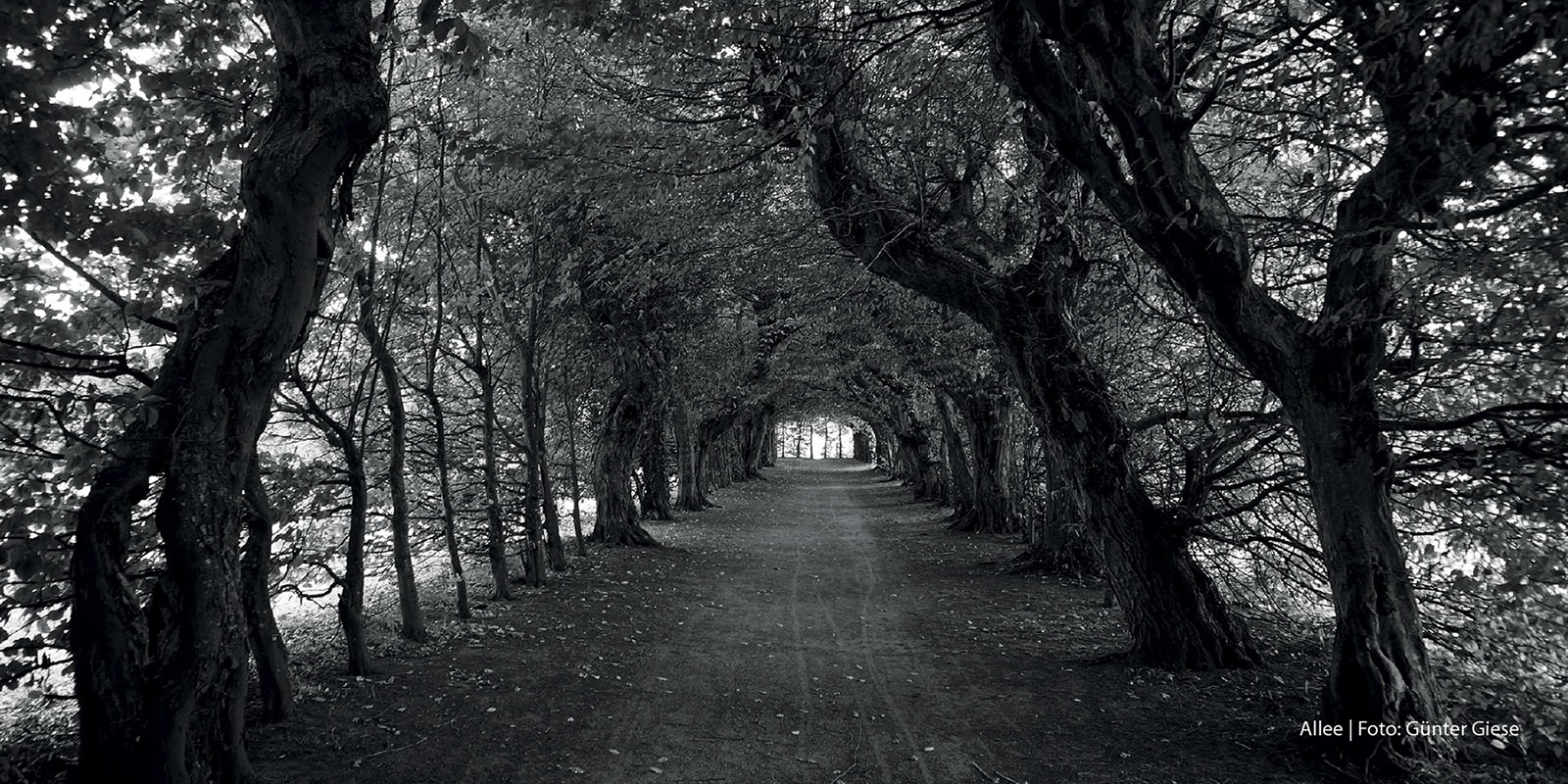 Trauerkarte des Fotoclubs Kontrast Suhl zum Tod von Günter Giese am 22.01.2025 (Foto: Günter Giese)