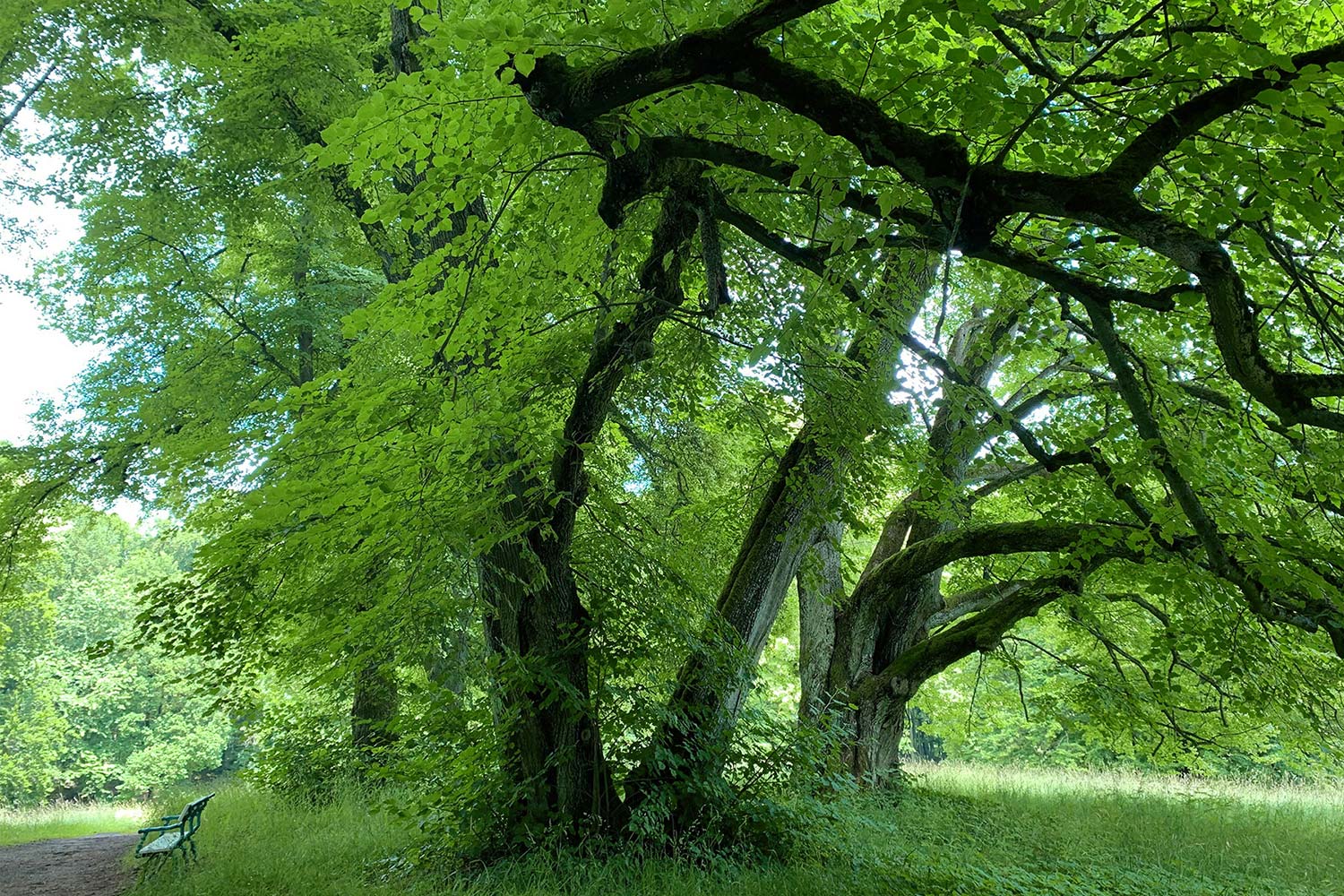 Altensteiner Park (Foto: Andreas Kuhrt 2021)