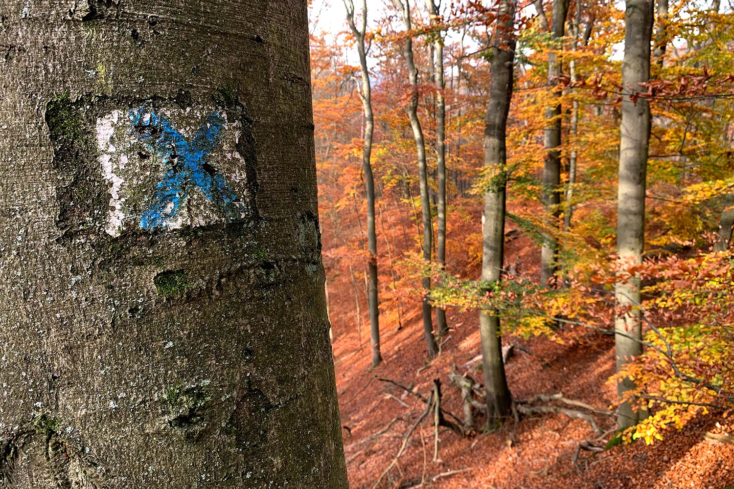 Lutherweg/Wartburgpfad bei Eisenach (Foto: Andreas Kuhrt)