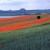 Felder am Inselsee . bei Güstrow . 2004 (Foto: Andreas Kuhrt)