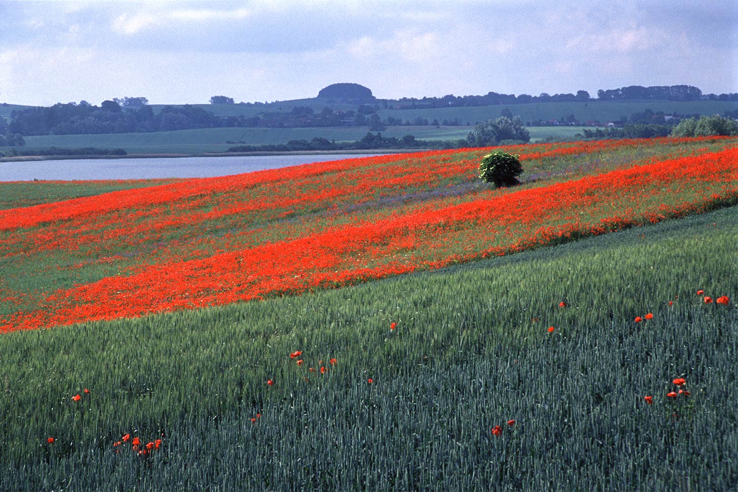 Felder am Inselsee . bei Güstrow . 2004 (Foto: Andreas Kuhrt)