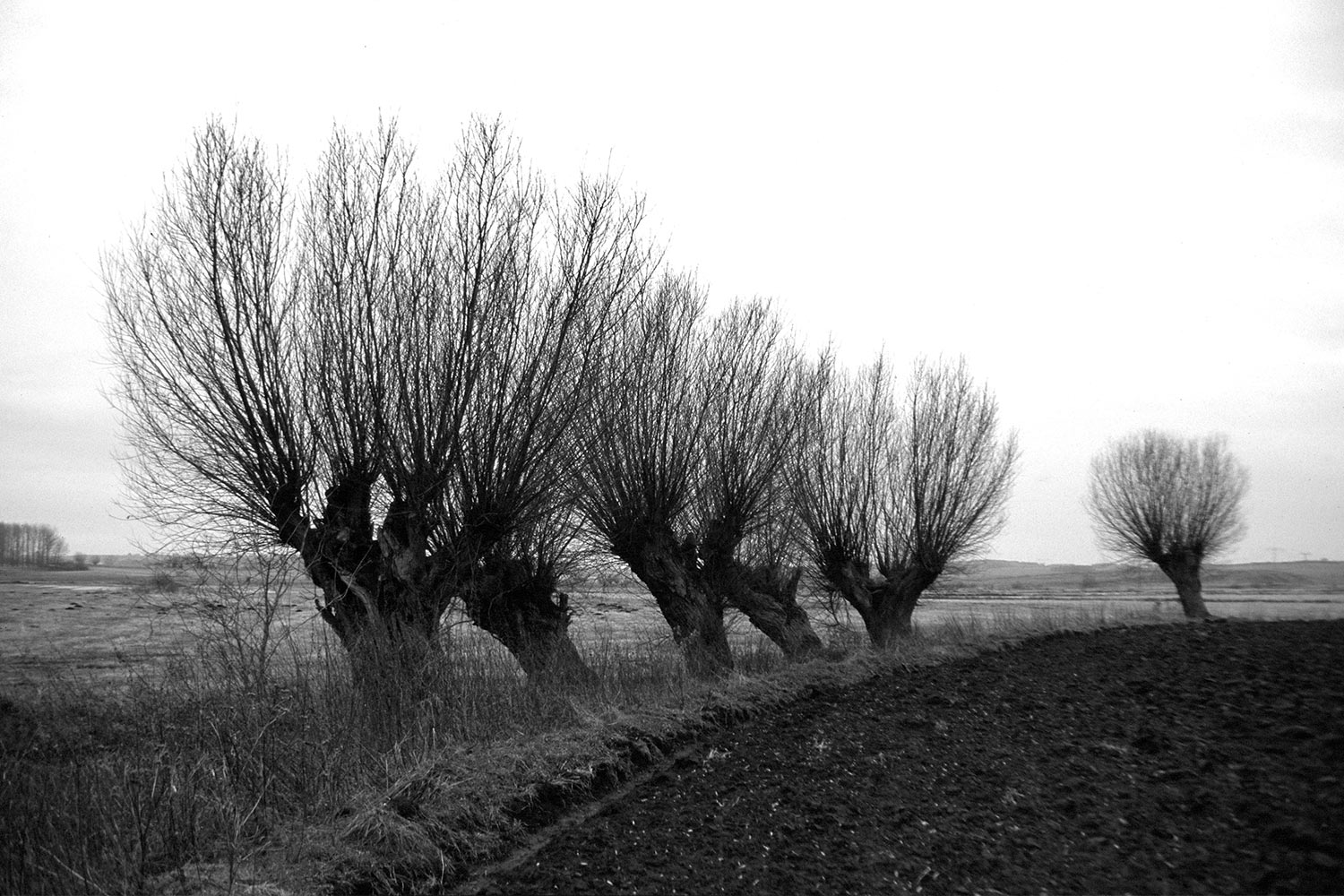 Kopfweiden am Sumpfsee . bei Güstrow . 1998 (Foto: Andreas Kuhrt)